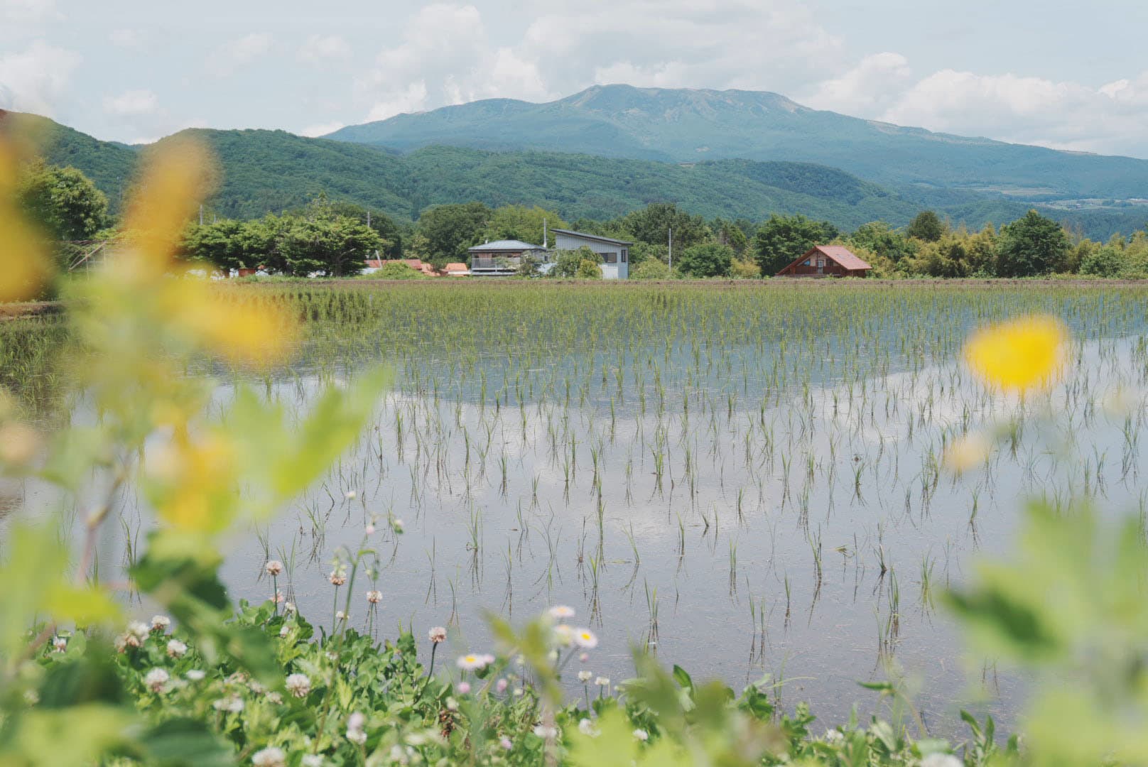 水を張った田んぼと山々の風景